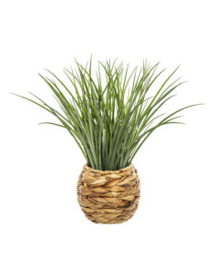 Hierba de maceta trenzada 2